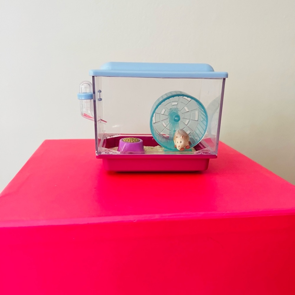 American girl class pet hamster
